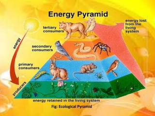 Fig: Ecological Pyramid
15
 