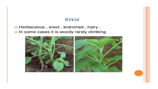 B.sc.ii intro.+asteraceae | PPT