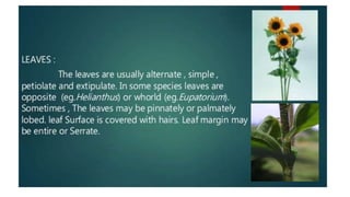 B.sc.ii intro.+asteraceae | PPT