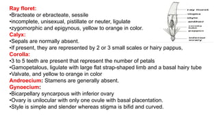 Valvate Scales Examples B.sc.ii intro.+asteraceae | PPTX