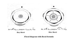B.sc.ii intro.+asteraceae | PPT