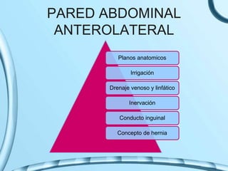 PARED ABDOMINAL
ANTEROLATERAL
Planos anatomicos
Irrigación
Drenaje venoso y linfático
Inervación
Conducto inguinal
Concepto de hernia
 