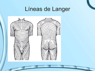 Líneas de Langer
 