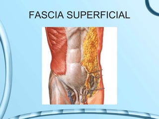 FASCIA SUPERFICIAL
 