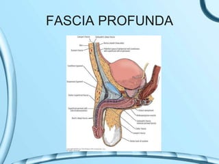 FASCIA PROFUNDA
 