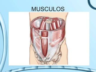 MUSCULOS
 