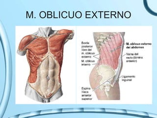 M. OBLICUO EXTERNO
 