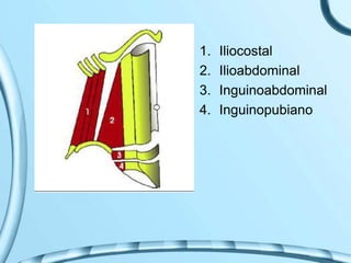 1. Iliocostal
2. Ilioabdominal
3. Inguinoabdominal
4. Inguinopubiano
 