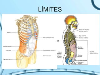LÍMITES
 