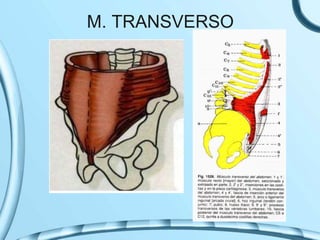 M. TRANSVERSO
 