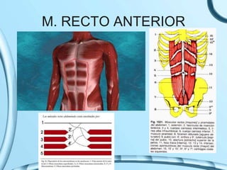 M. RECTO ANTERIOR
 