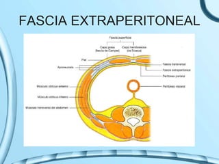 FASCIA EXTRAPERITONEAL
 