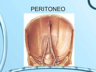 PERITONEO
 