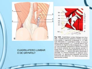 CUADRILATERO LUMBAR
O DE GRYNFELT
 