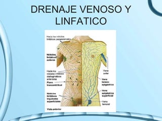 DRENAJE VENOSO Y
LINFATICO
 