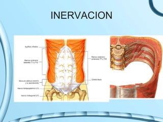 INERVACION
 