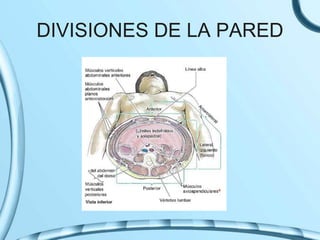 DIVISIONES DE LA PARED
 