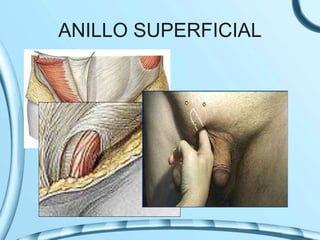 ANILLO SUPERFICIAL
 