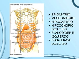 • EPIGASTRIO
• MESOGASTRIO
• HIPOGASTRIO
• HIPOCONDRIO
DER E IZQ
• FLANCO DER E
IZQUIERDO
• FOSA ILIACA
DER E IZQ
 