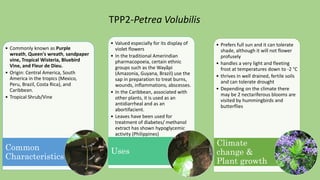• Commonly known as Purple
wreath, Queen's wreath, sandpaper
vine, Tropical Wisteria, Bluebird
Vine, and Fleur de Dieu.
• Origin: Central America, South
America in the tropics (Mexico,
Peru, Brazil, Costa Rica), and
Caribbean.
• Tropical Shrub/Vine
Common
Characteristics
• Valued especially for its display of
violet flowers
• In the traditional Amerindian
pharmacopoeia, certain ethnic
groups such as the Wayãpi
(Amazonia, Guyana, Brazil) use the
sap in preparation to treat burns,
wounds, inflammations, abscesses.
• In the Caribbean, associated with
other plants, it is used as an
antidiarrheal and as an
abortifacient.
• Leaves have been used for
treatment of diabetes/ methanol
extract has shown hypoglycemic
activity (Philippines)
Uses
• Prefers full sun and it can tolerate
shade, although it will not flower
profusely
• handles a very light and fleeting
frost at temperatures down to -2 °C
• thrives in well drained, fertile soils
and can tolerate drought
• Depending on the climate there
may be 2 nectariferous blooms are
visited by hummingbirds and
butterflies
Climate
change &
Plant growth
TPP2-Petrea Volubilis
 