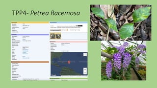 TPP4- Petrea Racemosa
 