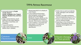 • Commonly known as Purple
wreath, Queen's
wreath, sandpaper vine, Tropical
Wisteria, Bluebird Vine, and Fleur
de Dieu.
• Origin: Central America, South
America in the tropics (Mexico,
Peru, Brazil, Costa Rica), and
Caribbean.
• Tropical Shrub/Vine
• Larger, darker flowers but less
blooms than P. Volubilis.
Common
Characteristics
• Valued especially for its display of
violet flowers
• In the traditional Amerindian
pharmacopoeia, certain ethnic
groups such as the Wayãpi
(Amazonia, Guyana, Brazil) use the
sap in preparation to treat burns,
wounds, inflammations, abscesses.
• In the Caribbean, associated with
other plants, it is used as an
antidiarrheal and as an
abortifacient.
Uses
• Prefers full sun and it can tolerate
shade, although it will not flower
profusely
• handles a very light and fleeting
frost at temperatures down to -2 °C
• thrives in well drained, fertile soils
and can tolerate drought
• Depending on the climate there
may be 2 nectariferous blooms are
visited by hummingbirds and
butterflies
Climate change
& Plant growth
TPP4-Petrea Racemosa
 