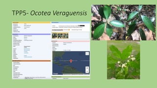 TPP5- Ocotea Veraguensis
 