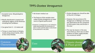• Accepted name: Mespilodaphne
Veraguensis
• Mostly distributed in tropical and
subtropical regions of the Americas
including that Caribbean.
• Can grow from 5 – 12 meters tall
• Thrives in moist forest or thickets,
mostly along stream banks, often
on dry rocky hillsides
Common
Characteristics
• No known medical use
• The feature of the wooden stem
makes Ocotea Veraguensis an ideal
source of good quality wood
•However, O. Veraguensis is not utilized to
make wood because the dimension of
stem is small, and the plant is only known
to be produced in low yield.
Uses
• Ocotea Verageunsis should be able
to flourish in Antigua
• However, the occurrence of O.
Veragenusis in Walling’s rain forest
was observed to be less compared
to other green trees and shrubs in
the area
• The near by steams in the area
were dried up, there was no other
evidence of water supply besides
the occasional rainfall
Climate change
& Plant growth
TPP5-Ocotea Veraguensis
 