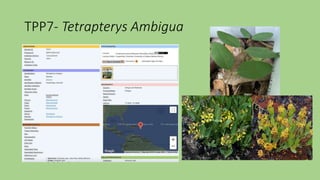TPP7- Tetrapterys Ambigua
 