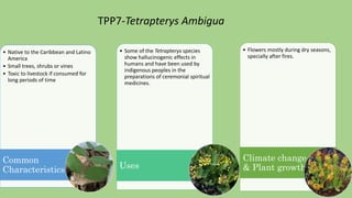 • Native to the Caribbean and Latino
America
• Small trees, shrubs or vines
• Toxic to livestock if consumed for
long periods of time
Common
Characteristics
• Some of the Tetrapterys species
show hallucinogenic effects in
humans and have been used by
indigenous peoples in the
preparations of ceremonial spiritual
medicines.
Uses
• Flowers mostly during dry seasons,
specially after fires.
Climate change
& Plant growth
TPP7-Tetrapterys Ambigua
 