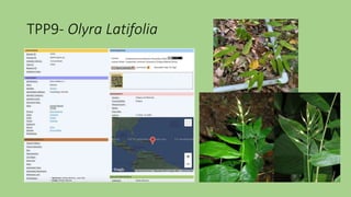 TPP9- Olyra Latifolia
 