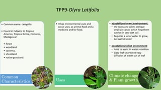 • Common name: carrycillo
• Found in: Mexico to Tropical
America, Tropical Africa, Comoros,
Madagascar
• forest
• woodland
• savanna,
• shrubland
• native grassland.
Common
Characteristics
• It has environmental uses and
social uses, as animal food and a
medicine and for food.
Uses
• adaptations to wet environment:
• the roots and culms do have
small air canals which help them
survive in very wet soil
• Requires a lot of water to grow,
but well drained
• adaptations to hot environment:
• hairs to assist in water retention
• waxy leaf to prevent easy
diffusion of water out of leaf
Climate change
& Plant growth
TPP9-Olyra Latifolia
 