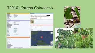 TPP10- Carapa Guianensis
 