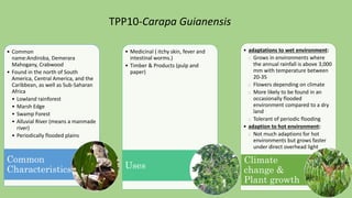 • Common
name:Andiroba, Demerara
Mahogany, Crabwood
• Found in the north of South
America, Central America, and the
Caribbean, as well as Sub-Saharan
Africa
• Lowland rainforest
• Marsh Edge
• Swamp Forest
• Alluvial River (means a manmade
river)
• Periodically flooded plains
Common
Characteristics
• Medicinal ( itchy skin, fever and
intestinal worms.)
• Timber & Products (pulp and
paper)
Uses
• adaptations to wet environment:
 Grows in environments where
the annual rainfall is above 3,000
mm with temperature between
20-35
 Flowers depending on climate
 More likely to be found in an
occasionally flooded
environment compared to a dry
land
 Tolerant of periodic flooding
• adaption to hot environment:
 Not much adaptions for hot
environments but grows faster
under direct overhead light
Climate
change &
Plant growth
TPP10-Carapa Guianensis
 