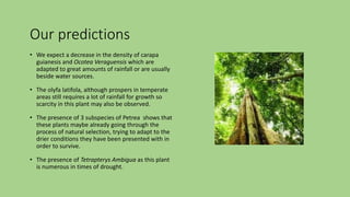 Our predictions
• We expect a decrease in the density of carapa
guianesis and Ocotea Veraguensis which are
adapted to great amounts of rainfall or are usually
beside water sources.
• The olyfa latifola, although prospers in temperate
areas still requires a lot of rainfall for growth so
scarcity in this plant may also be observed.
• The presence of 3 subspecies of Petrea shows that
these plants maybe already going through the
process of natural selection, trying to adapt to the
drier conditions they have been presented with in
order to survive.
• The presence of Tetrapterys Ambigua as this plant
is numerous in times of drought.
 