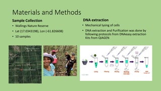 Materials and Methods
Sample Collection
• Wallings Nature Reserve
• Lat (17.0343198), Lon (-61.826608)
• 10 samples
DNA extraction
• Mechanical lysing of cells
• DNA extraction and Purification was done by
following protocols from DNAeasy extraction
Kits from QIAGEN
 