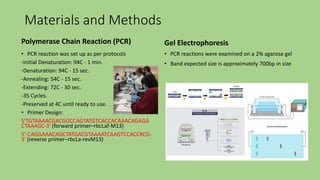 Materials and Methods
Polymerase Chain Reaction (PCR)
• PCR reaction was set up as per protocols
-Initial Denaturation: 94C - 1 min.
-Denaturation: 94C - 15 sec.
-Annealing: 54C - 15 sec.
-Extending: 72C - 30 sec.
-35 Cycles.
-Preserved at 4C until ready to use.
• Primer Design:
5'TGTAAAACGACGGCCAGTATGTCACCACAAACAGAGA
CTAAAGC-3' (forward primer–rbcLaf-M13)
5'-CAGGAAACAGCTATGACGTAAAATCAAGTCCACCRCG-
3' (reverse primer–rbcLa-revM13)
Gel Electrophoresis
• PCR reactions were examined on a 2% agarose gel
• Band expected size is approximately 700bp in size
 
