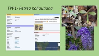 TPP1- Petrea Kohautiana
 