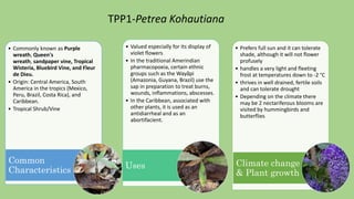 • Commonly known as Purple
wreath, Queen's
wreath, sandpaper vine, Tropical
Wisteria, Bluebird Vine, and Fleur
de Dieu.
• Origin: Central America, South
America in the tropics (Mexico,
Peru, Brazil, Costa Rica), and
Caribbean.
• Tropical Shrub/Vine
Common
Characteristics
• Valued especially for its display of
violet flowers
• In the traditional Amerindian
pharmacopoeia, certain ethnic
groups such as the Wayãpi
(Amazonia, Guyana, Brazil) use the
sap in preparation to treat burns,
wounds, inflammations, abscesses.
• In the Caribbean, associated with
other plants, it is used as an
antidiarrheal and as an
abortifacient.
Uses
• Prefers full sun and it can tolerate
shade, although it will not flower
profusely
• handles a very light and fleeting
frost at temperatures down to -2 °C
• thrives in well drained, fertile soils
and can tolerate drought
• Depending on the climate there
may be 2 nectariferous blooms are
visited by hummingbirds and
butterflies
Climate change
& Plant growth
TPP1-Petrea Kohautiana
 