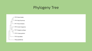 Phylogeny Tree
 