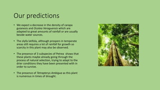 Our predictions
• We expect a decrease in the density of carapa
guianesis and Ocotea Veraguensis which are
adapted to grea...