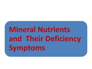 Mineral Nutrients
and Their Deficiency
Symptoms
 