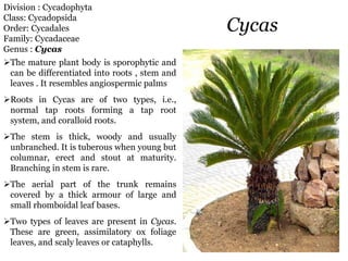Cycas Normal Root B.Sc-1-spotting-2023.pdf