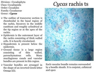 Cycas Rachis B.Sc-1-spotting-2023.pdf