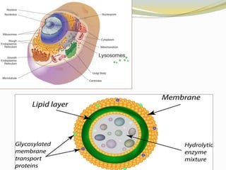 Cellular level of organization | PPTX