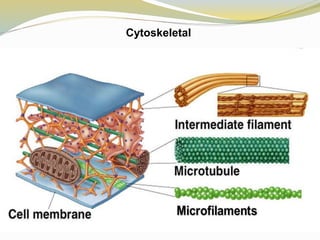 Cellular level of organization | PPTX | Chemistry | Science