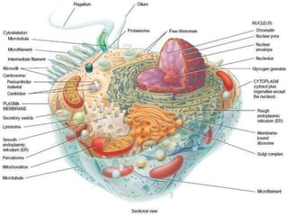 Cellular level of organization | PPTX