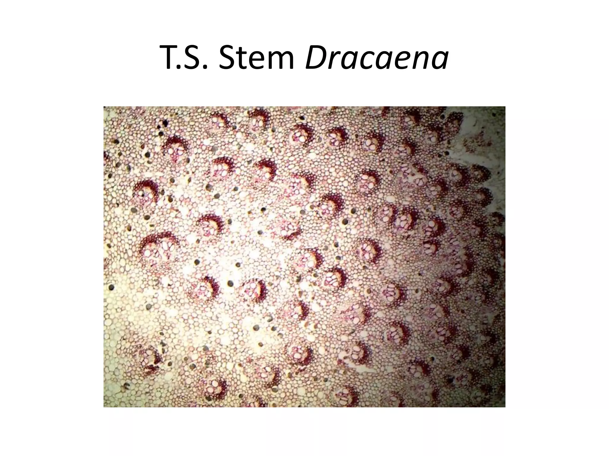 T.S. Stem Dracaena
 