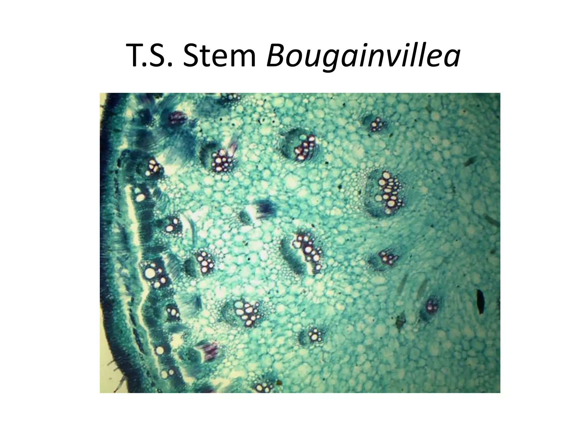 T.S. Stem Bougainvillea
 