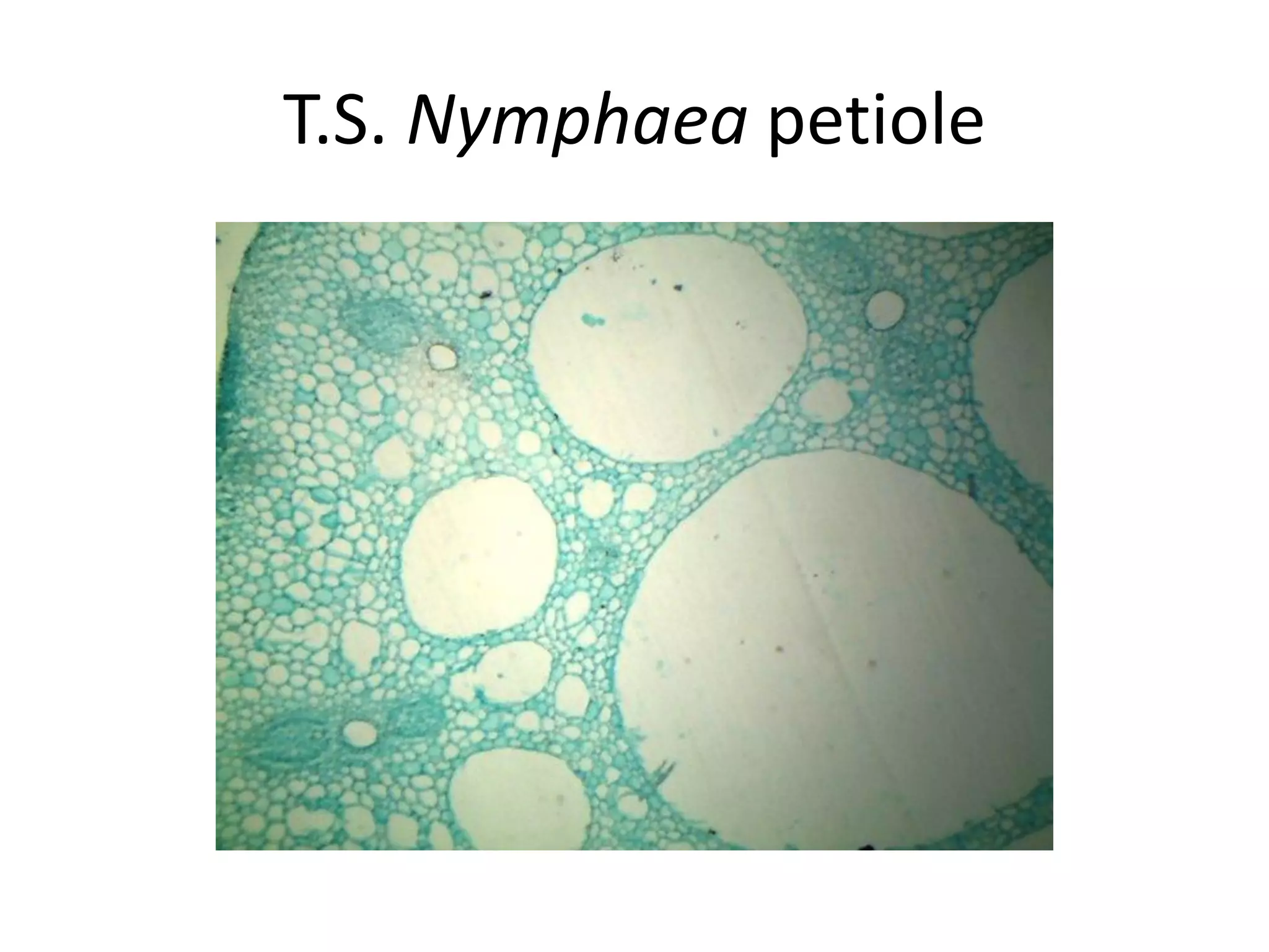 T.S. Nymphaea petiole
 